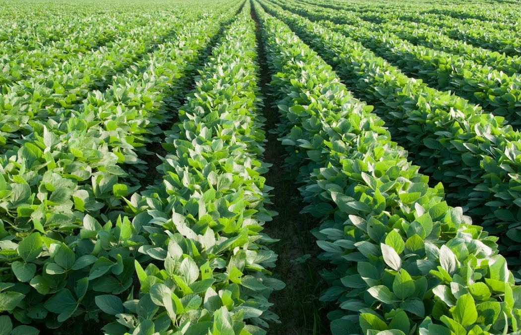 مزارعو الكرك يقبلون على زراعة البقوليات 