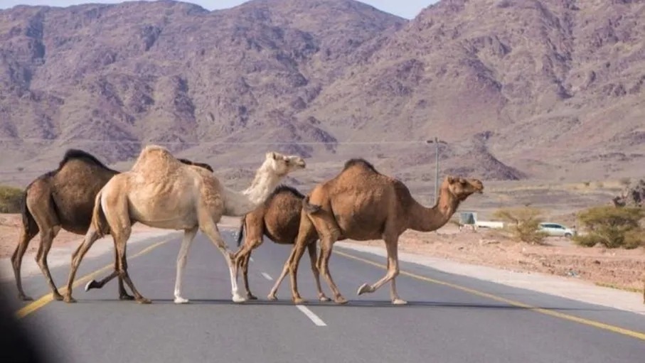 العقبة ..  مهلة 48 ساعة لأصحاب الإبل السائبة