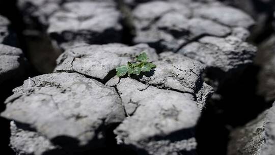 علماء يحذرون من خطر تحرر كربون التربة