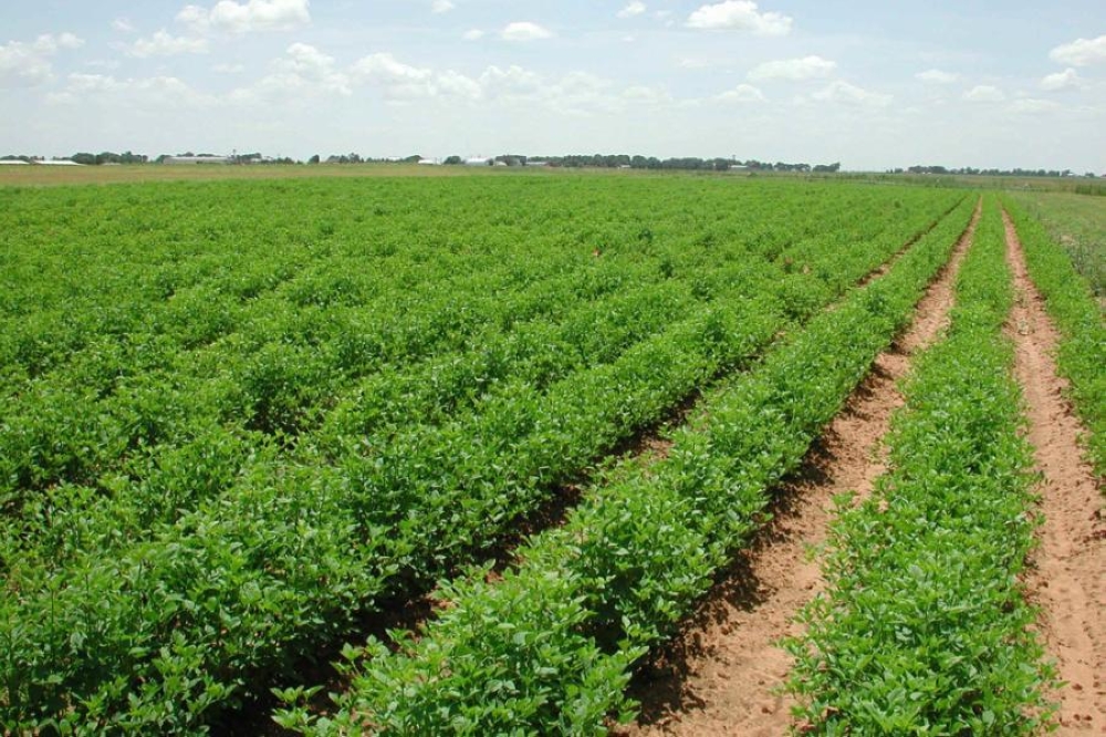 مزارعو الكرك: الأمطار الأخيرة تنعش المراعي الطبيعية والأشجار