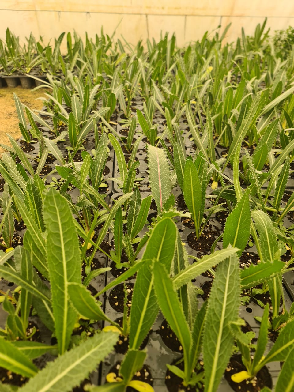 اول مزرعة عكوب في الاردن تبدأ الإنتاج 