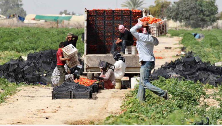 ارتفاع أسعار المنتجين الزراعيين خلال الأشهر الـ11 الأولى لعام 2025