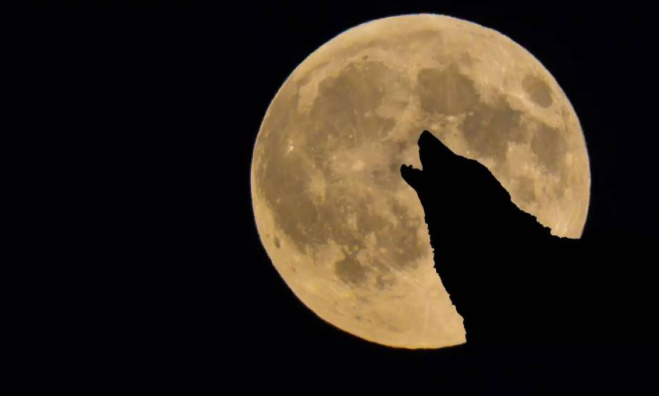 حدث فلكي نادر ..  قمر الذئب العملاق يسرق الأضواء الليلة