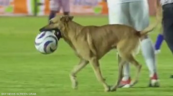 فيديو لكلب اقتحم مباراة في الدوري المكسيكي ..  وسرق الكرة