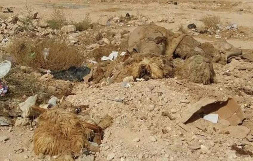 عجلون: دعوات لإزالة مخلفات الأضاحي وتعزيز حملات الرش