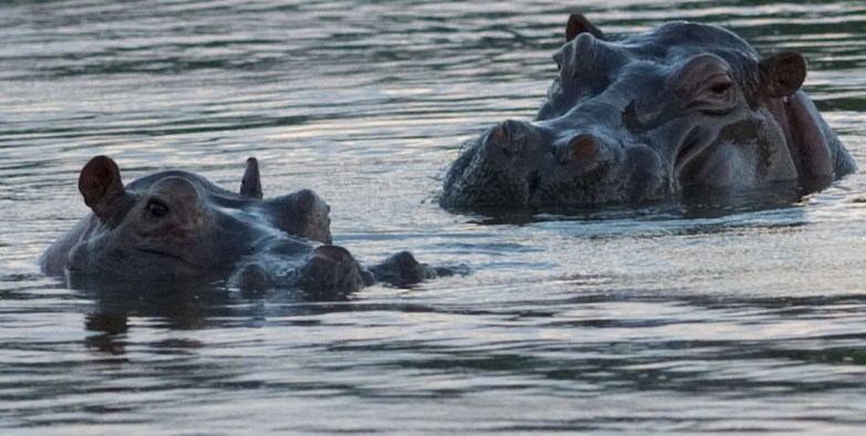 كولومبيا تقرّ خطة لإعدام أفراس نهر بابلو إسكوبار 