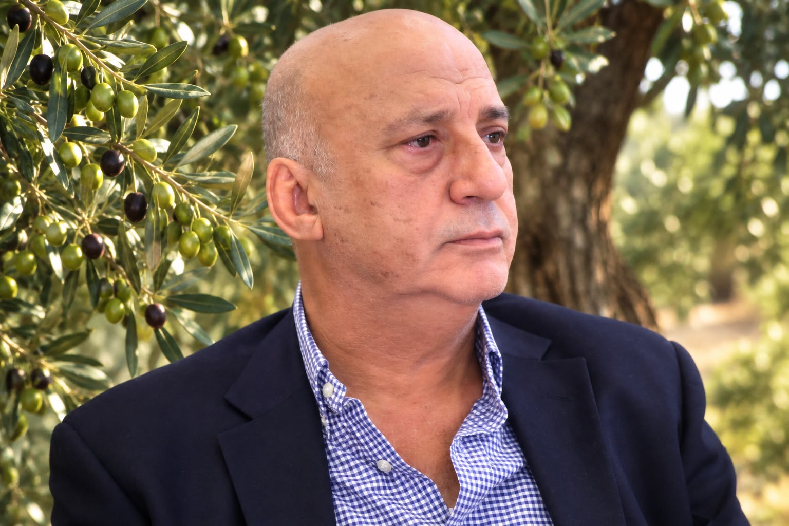 ‏‏نقيب أصحاب المعاصر يدعو لتأخير قطاف الزيتون أسبوعين
