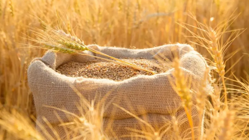 عطاء لشراء كميات من القمح