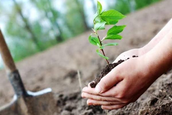 بلدية دير علا تباشر بالمرحلة الثالثة من مشروع التشجير 