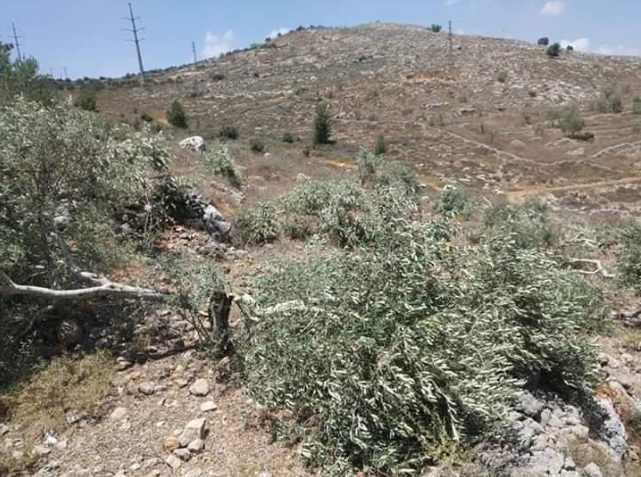 مستوطنون يحطمون عشرات أشجار الزيتون في دير أبو ضعيف
