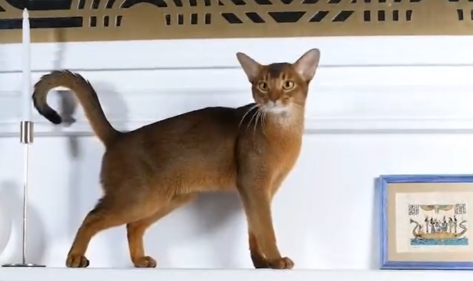 الحبشي الروسي يتصدر قائمة أجمل القطط في العالم عام 2025 