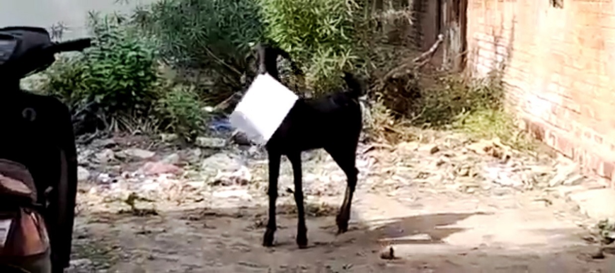 ماعز يسرق أوراقا من مكتب حكومي في الهند (فيديو)