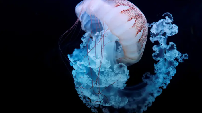 ظاهرة غريبة ستبهرك ..  كائن بحري خالد لا يموت