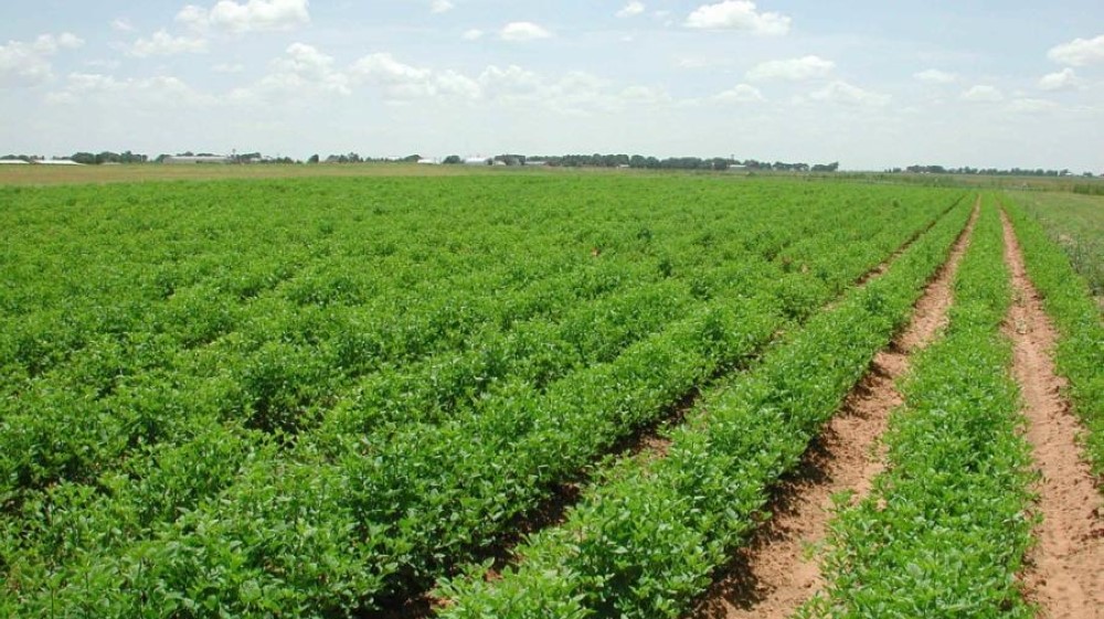 الزراعة: الأمطار تبشر بموسم أفلضل 