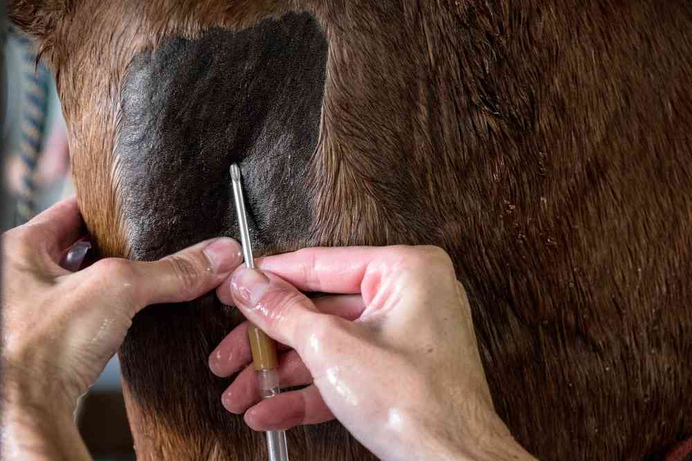 بلازما دم الحصان يتقدم في الاختبارات ضد كورونا