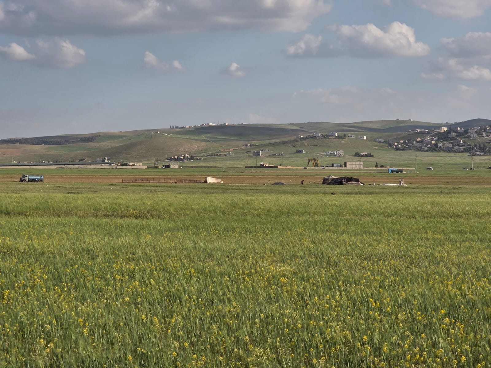 وفرة المراعي الطبيعية في المفرق تخفف الأعباء عن مربي الماشية