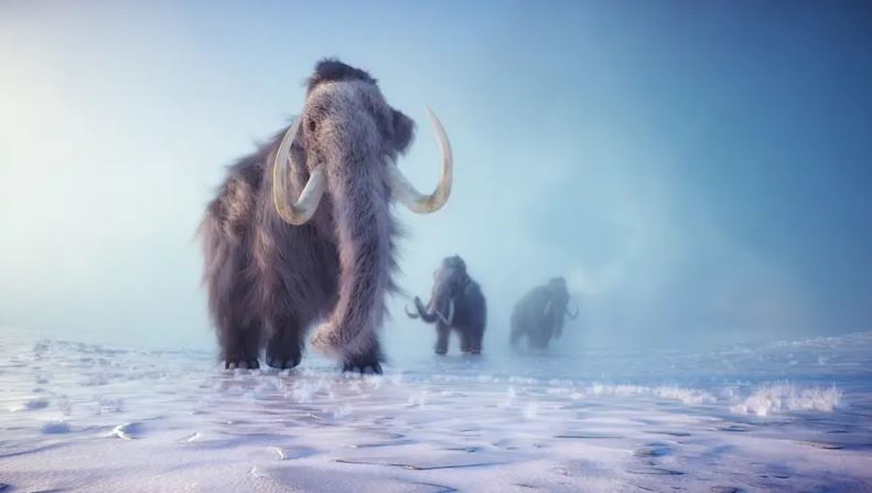 بعد 70 عاماً في المتحف ..  عظام ماموث تكشف مفاجأة غير متوقعة