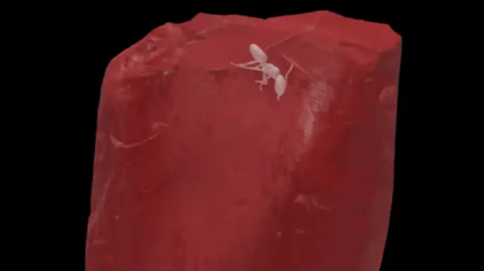 عثر عليها في كهرمانة ..  نملة منقرضة من 40 مليون سنة تكشف أسراراً 