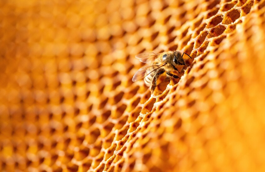 نحل لبنان يهجر الجنوب إلى مناطق آمنة