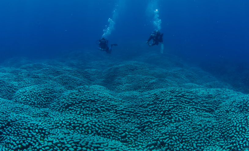 أم وابنتها تكتشفان أكبر مستعمرة مرجانية في العالم