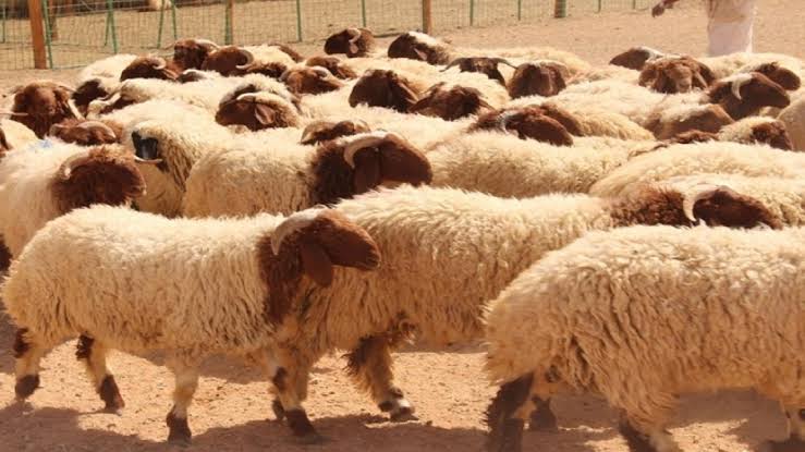 زراعة لواء الطيبة تدعو مربي الأغنام لاستكمال تحديث بيانات الحيازات