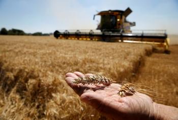 خطة مصرية للتوسع في زراعة القمح في الصحراء
