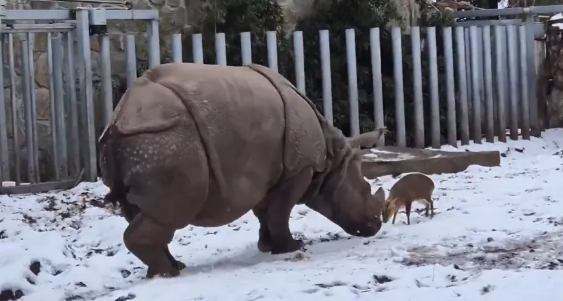 غزال صغير يتحدى بشجاعة وحيد القرن