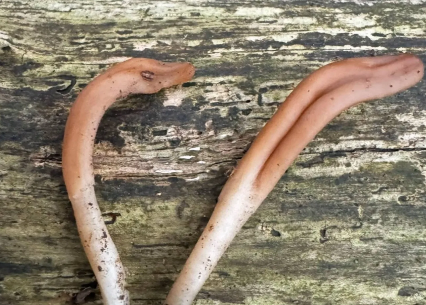 فطر نادر يُشبه اللسان يظهر للمرة الأولى في بريطانيا