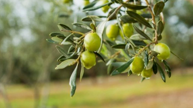 راعة المفرق: الموسم المطري سينعكس ايجابا على محصول الزيتون