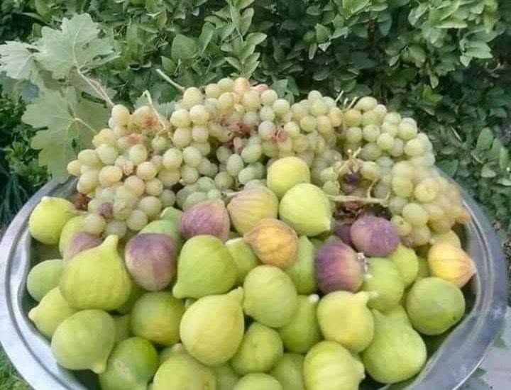موسم قطاف العنب والتين ..  نافذة اقتصادية لأسر بلدة عرجان