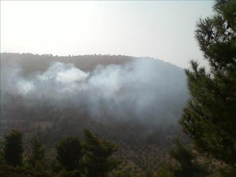 الشرمان تجدد الحريق في غابات وصفي التل في موقع جديد وعدد الاشجار